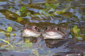 Common frog