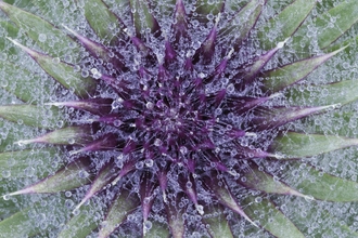 A close up of woolly thistle, showing the purple-red centre spiky centre surrounded by green