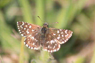 Grizzled skipper