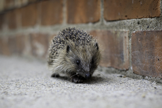 hedgehog