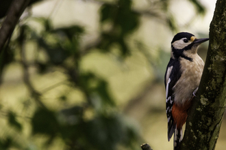 Great spotted woodpecker