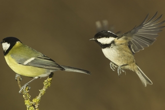 Coal tit 