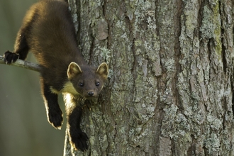 pine marten