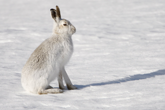 Mountain hare in snow