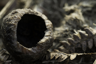 Nut nibbled by wood mouse