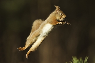 red squirrel