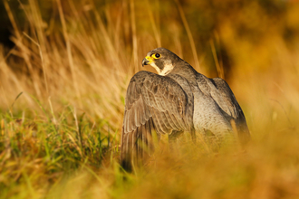 Peregrine falcon 