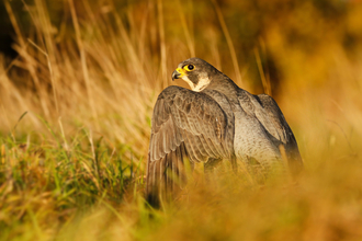 Peregrine falcon 