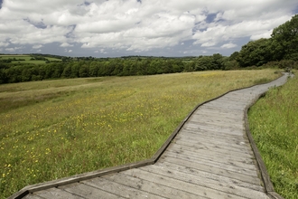 Wildlife rich hay meadow with a board walk running through it and trees in the background