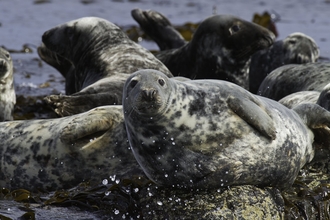 Grey Seals