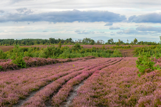 Heathland