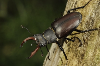 Stag Beetle