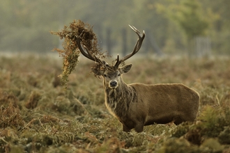 Red Deer