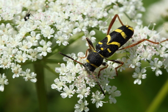 Wasp beetle