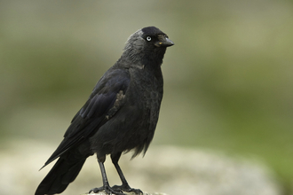 Jackdaw