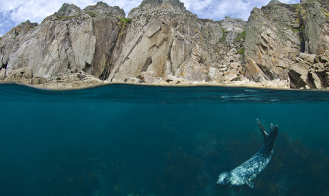 Seal diving