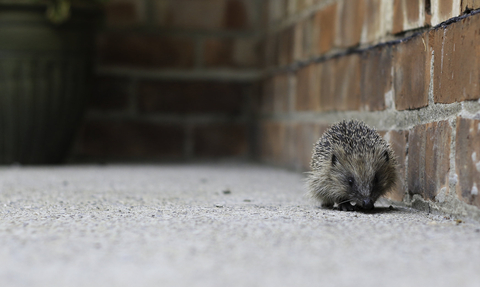 hedgehog