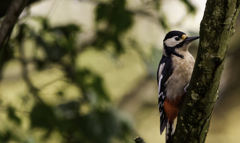 Great spotted woodpecker