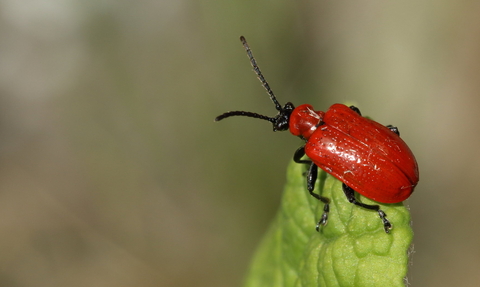 Wasp beetle 