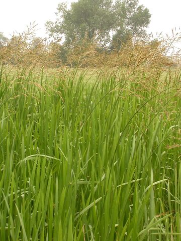Reed sweet-grass | Wildlife Watch