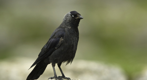 Rook, crow or raven? How to tell them apart - Woodland Trust