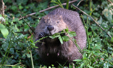 beaver