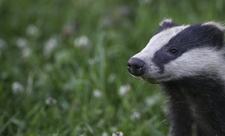 badger