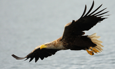 White-tailed eagle