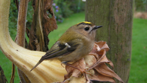 Goldcrest