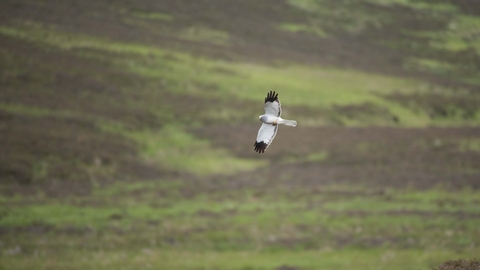 Male hen harrier