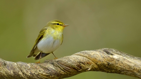 Wood warbler