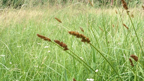 True Fox-sedge