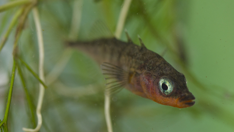 Three-spined Stickleback