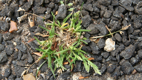 Annual Meadow-grass