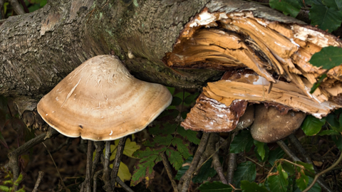 Birch Polypore