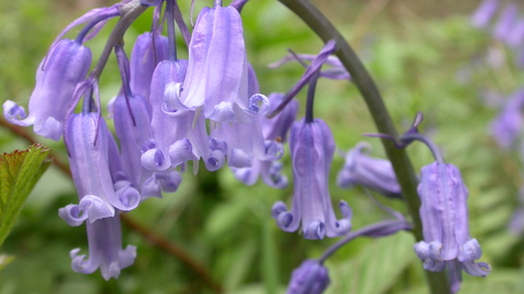 Bluebell