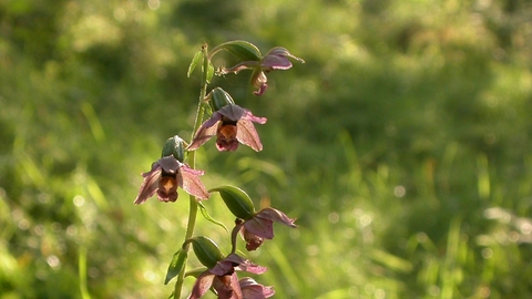 Broad-leaved Helleborine