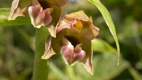 Broad-leaved Helleborine