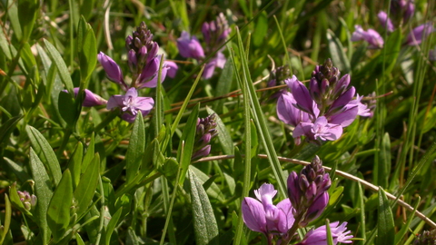 Common Milkwort