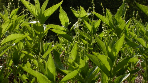 Dog's Mercury