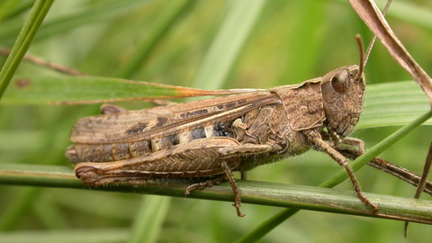 Common Field Grasshopper