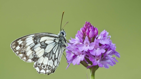 Marbled White on Pyramidal Orchid