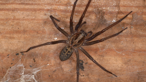 Giant House Spider