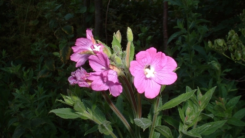 Great Willowherb