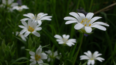 Greater Stitchwort