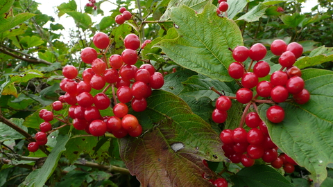 Guelder-rose