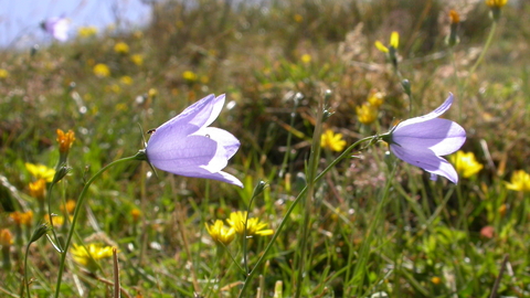 Harebell