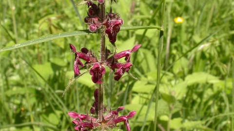 Hedge Woundwort