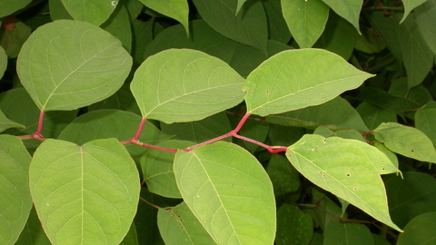 Japanese Knotweed