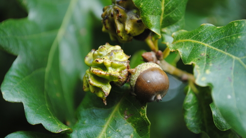 Knopper Gall